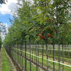 Sorbus aucuparia