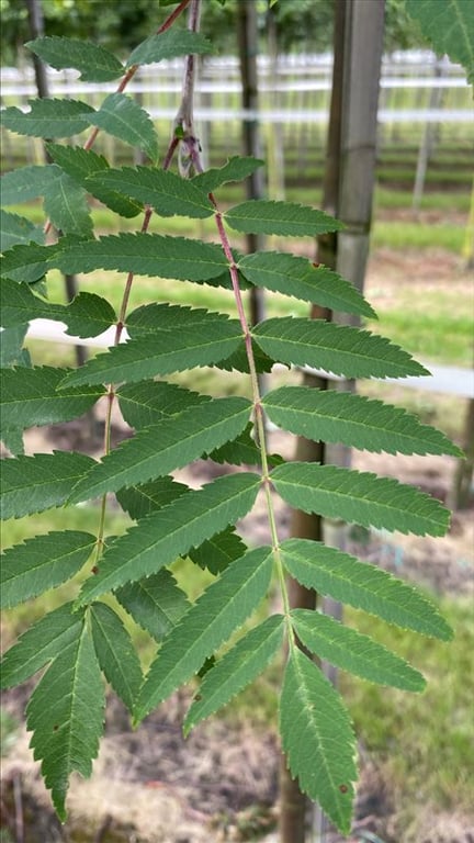 Sorbus aucuparia