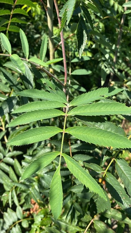 Sorbus aucuparia