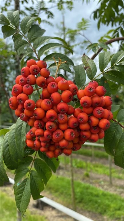 Sorbus aucuparia