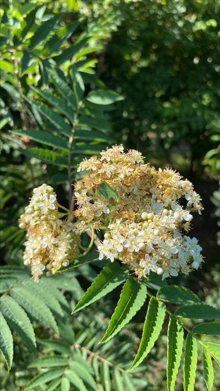 Sorbus aucuparia