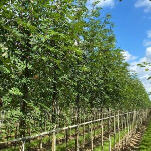 Sorbus aucuparia edulis