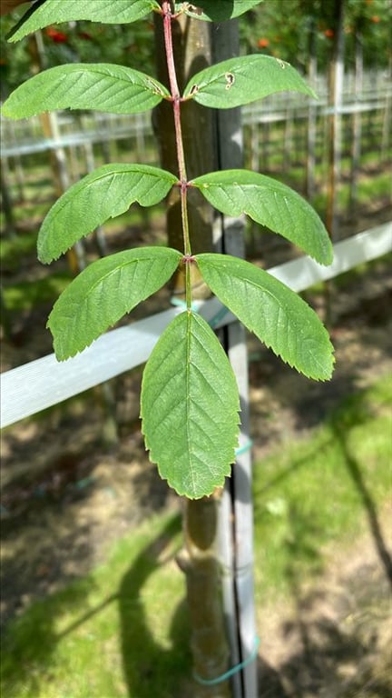 Sorbus aucuparia edulis