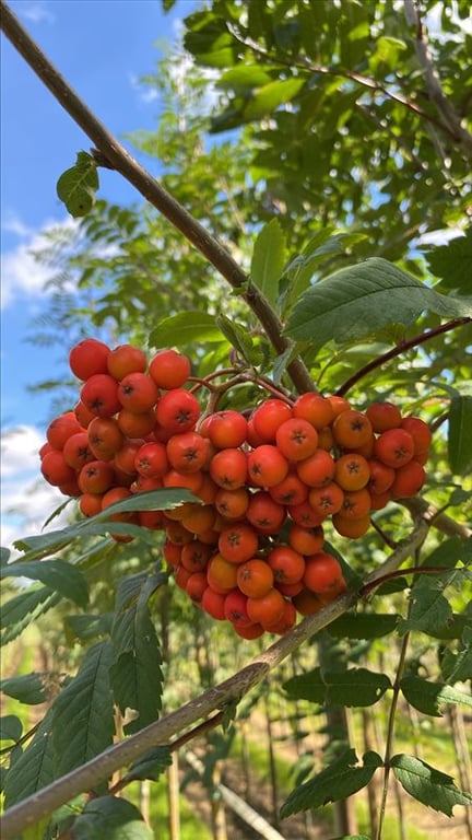 Sorbus aucuparia edulis