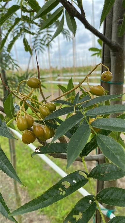 Sorbus ‘Dodong’