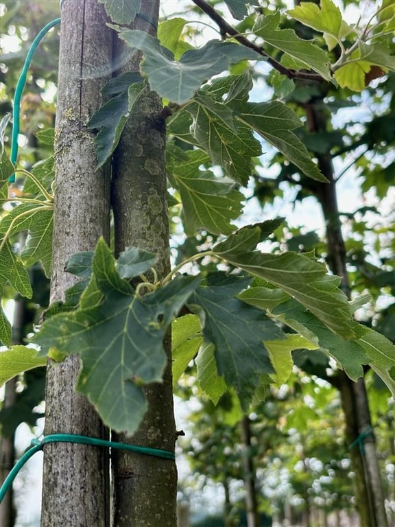 Sorbus torminalis