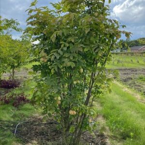 Staphylea pinnata