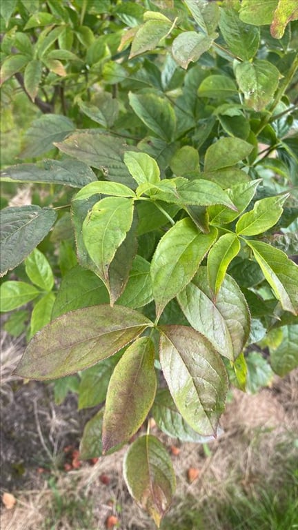 Staphylea pinnata