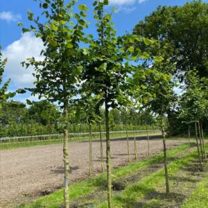 Tilia cordata ‘Böhlje’