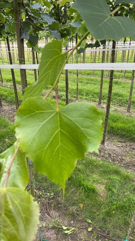 Tilia cordata ‘Greenspire’