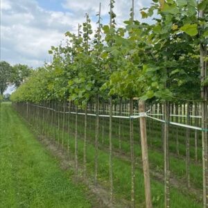 Tilia cordata ‘Rancho’