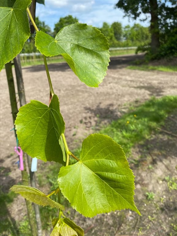 Tilia cordata ‘Rancho’