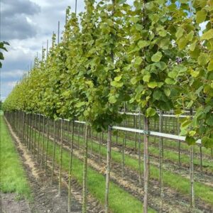 Tilia cordata ‘Winter Orange’