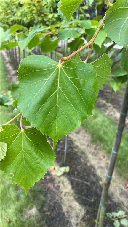 Tilia cordata ‘Winter Orange’