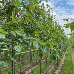 Tilia europaea ‘Euchlora’