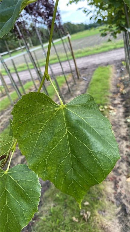 Tilia europaea ‘Euchlora’