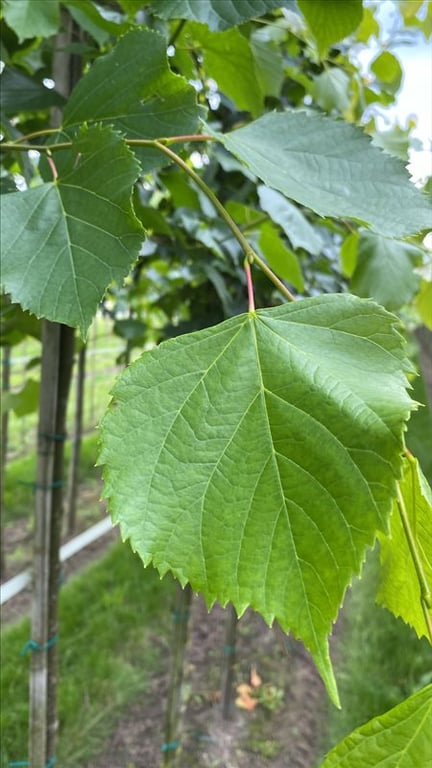 Tilia europaea ‘Pallida’