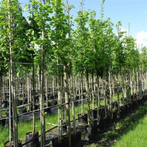 Tilia plat. ‘Delft’