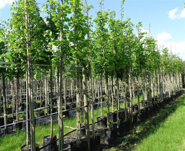 Tilia plat. ‘Delft’