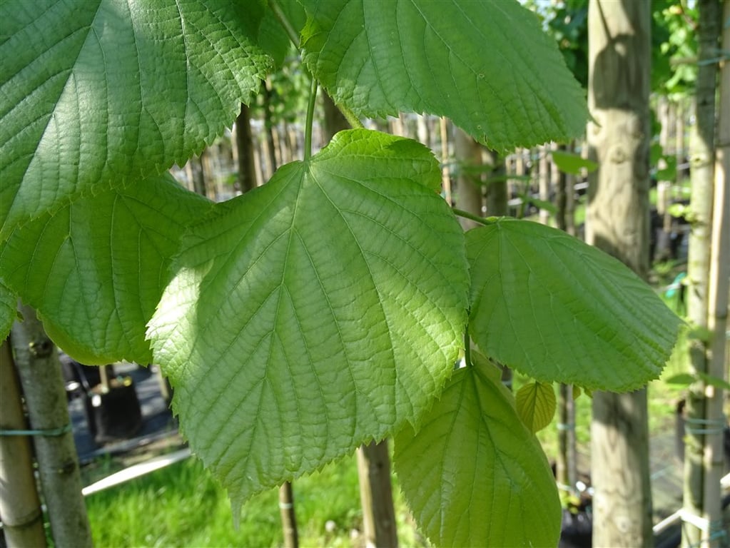 Tilia plat. ‘Delft’