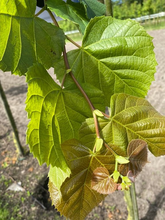 Tilia plat. ‘Rubra’