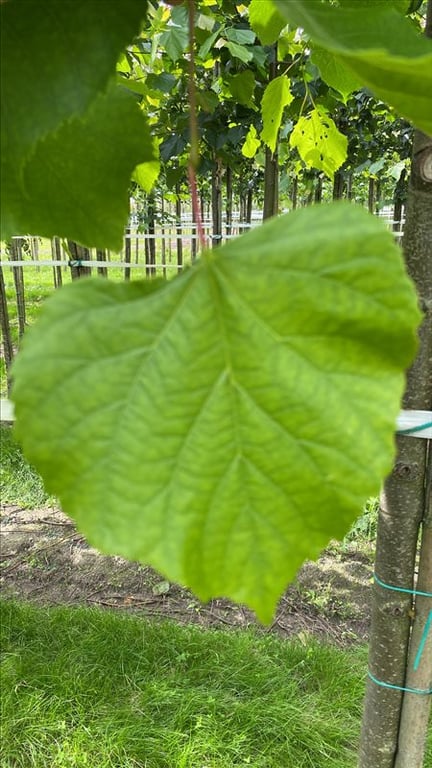 Tilia platyphyllos