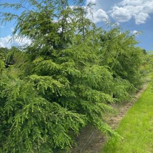 Tsuga canadensis