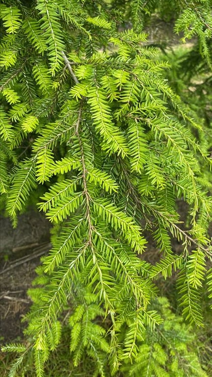 Tsuga canadensis