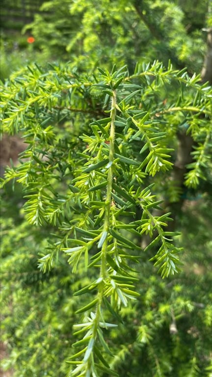 Tsuga heterophylla