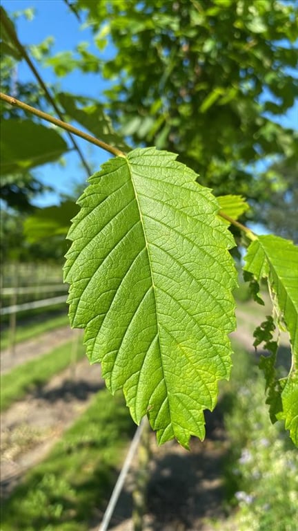 Ulmus americana ‘Princeton’