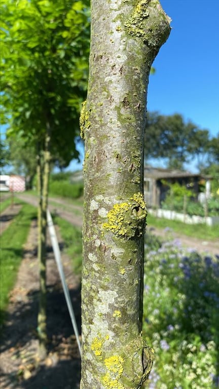 Ulmus americana ‘Princeton’