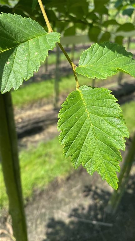 Ulmus glabra