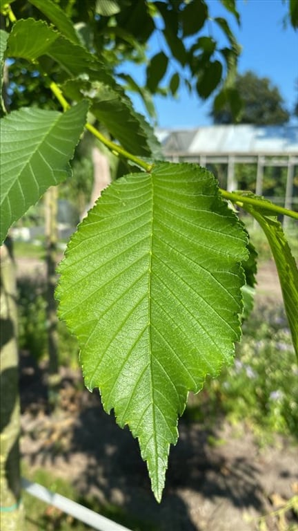 Ulmus ‘Homestead’