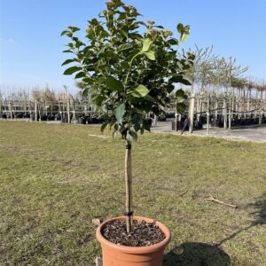 Viburnum tin. ‘Eve Price’