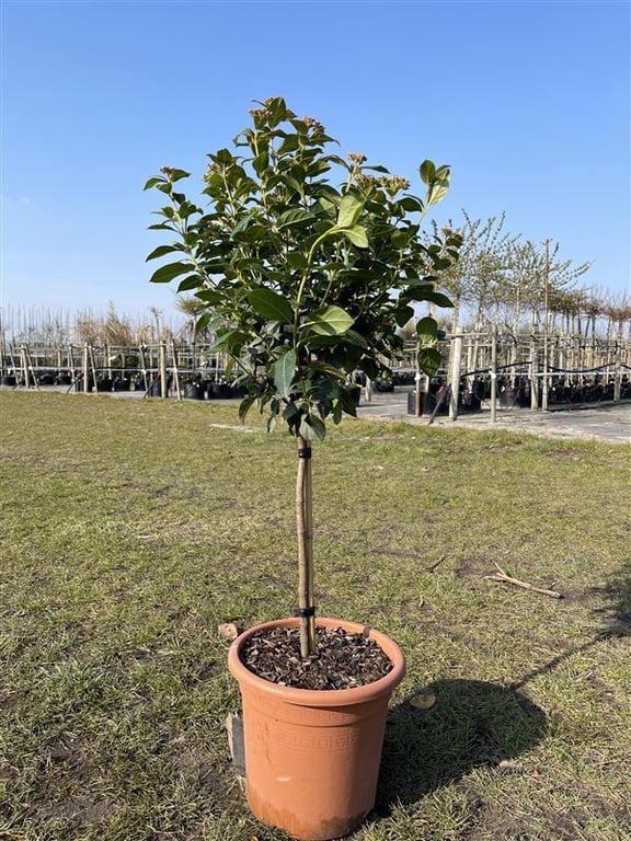 Viburnum tin. ‘Eve Price’