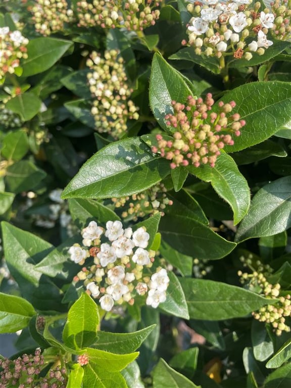 Viburnum tin. ‘Eve Price’