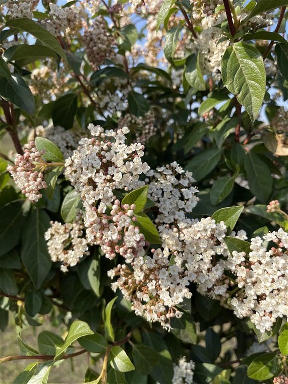 Viburnum tin. ‘Eve Price’