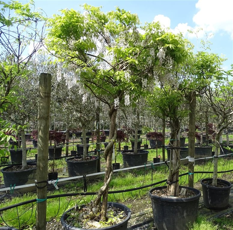 Wisteria sinensis