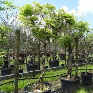 Wisteria sinensis