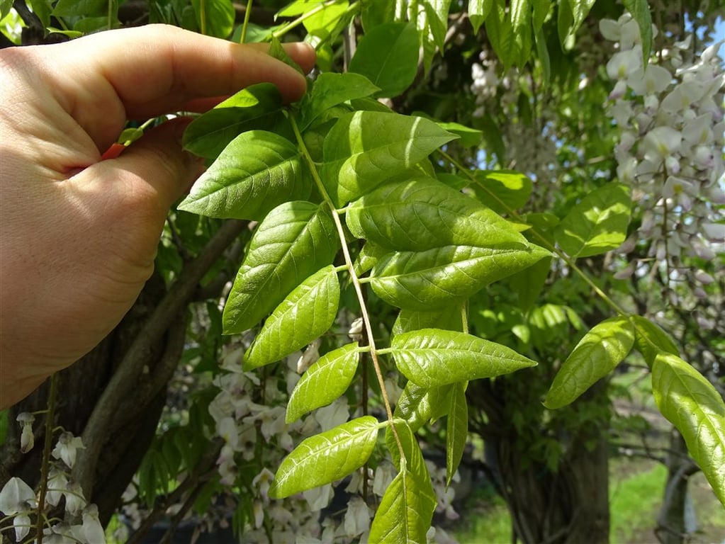 Wisteria sinensis