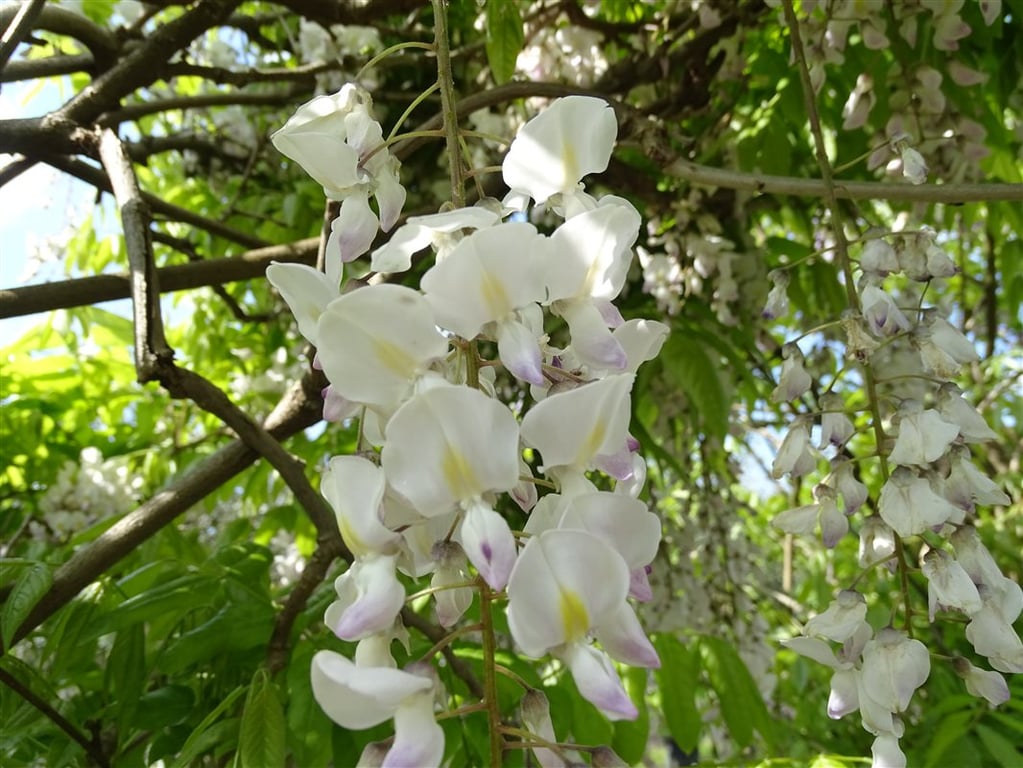 Wisteria sinensis