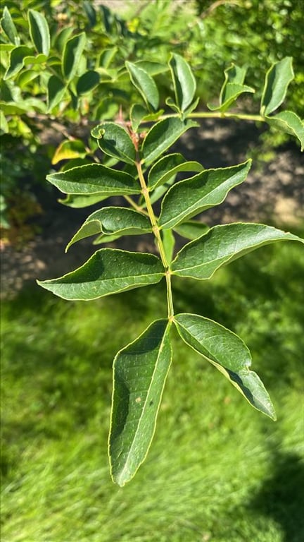 Zanthoxylum simulans