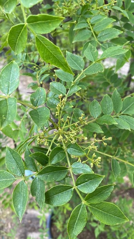 Zanthoxylum simulans