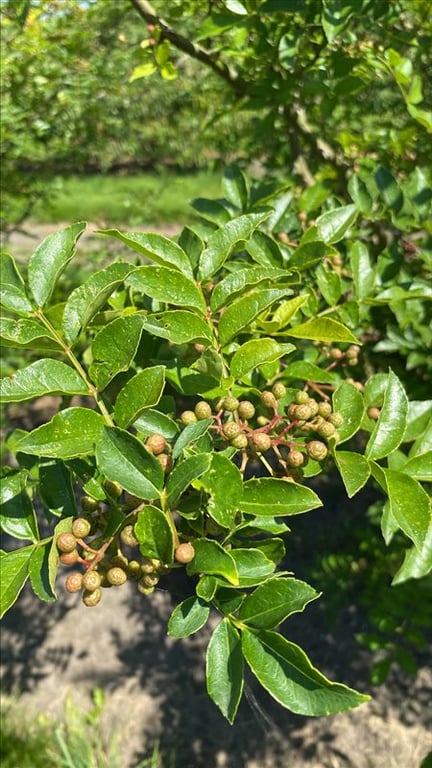 Zanthoxylum simulans