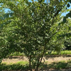 Zelkova serrata