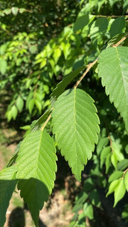 Zelkova serrata