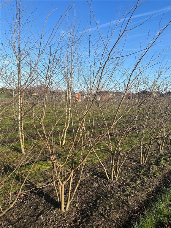 Zelkova serrata