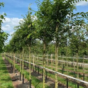 Zelkova serrata Green Vase