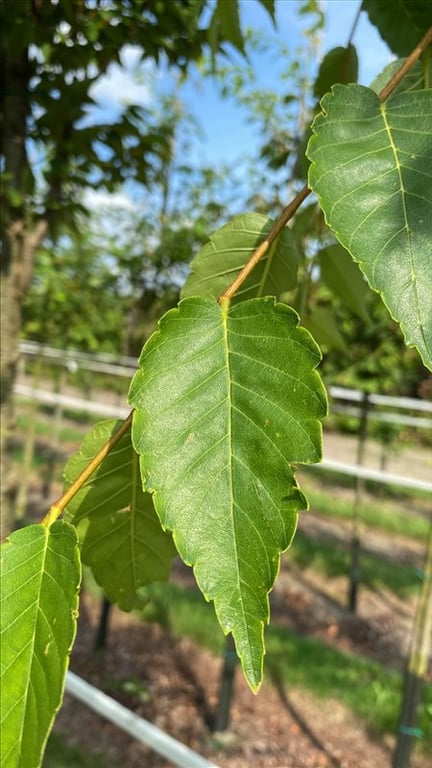 Zelkova serrata Green Vase