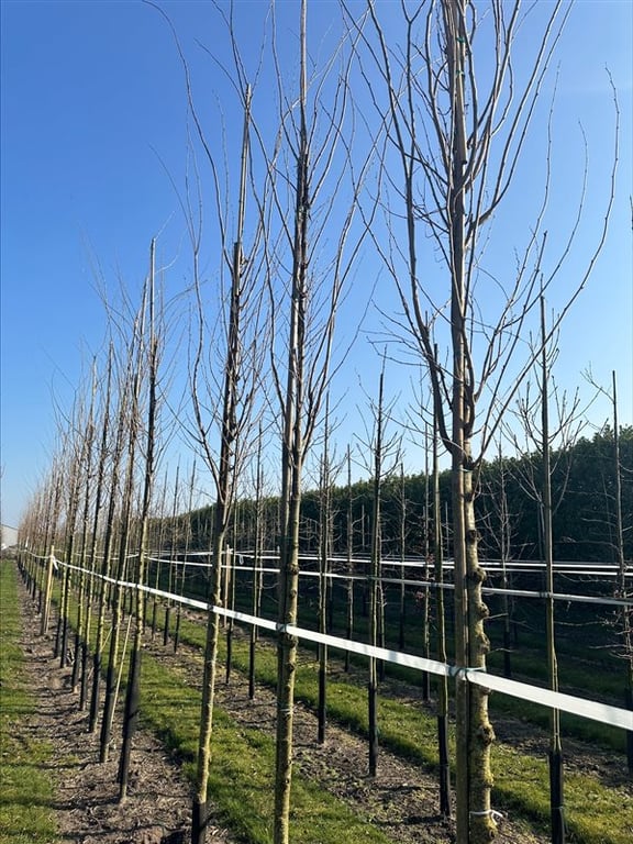 Zelkova serrata Green Vase